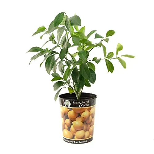 Garden State Bulb Meyer Lemon Tree in a 1-gallon growers pot
