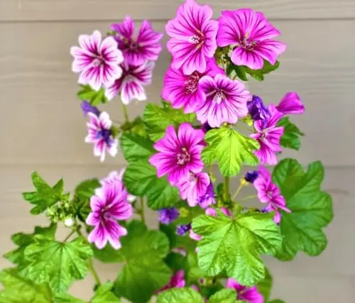 PeavyTailor 250 Malva sylvestris Braveheart perennial flower seeds