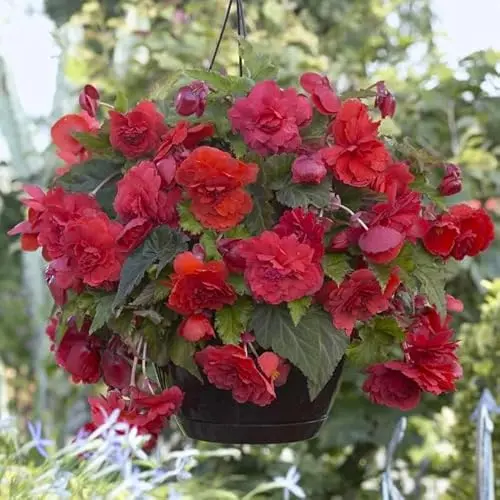 Votaniki Begonia Odorata Red Glory #1 size bulbs for planting